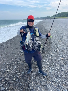 カンパチの釣果