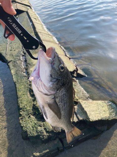 チヌの釣果