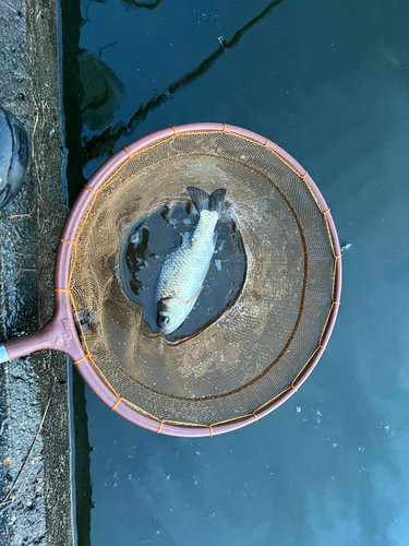 フナの釣果