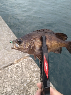 メバルの釣果