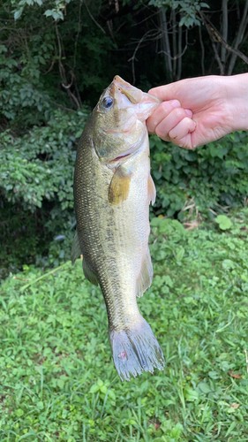 ラージマウスバスの釣果