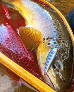 ブラウントラウトの釣果