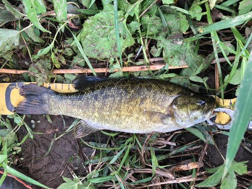 スモールマウスバスの釣果