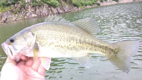 ラージマウスバスの釣果