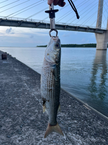 ボラの釣果