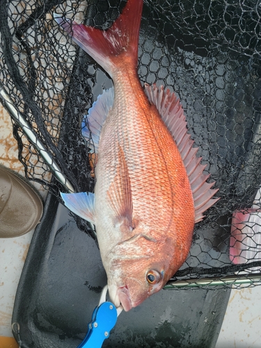 マダイの釣果