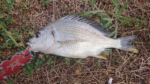 キビレの釣果