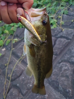 ラージマウスバスの釣果