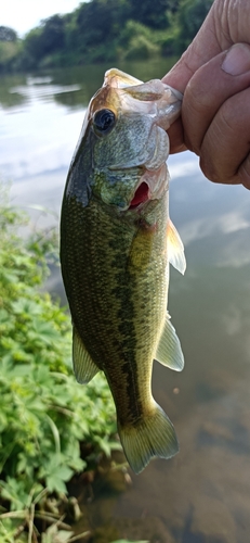 ラージマウスバスの釣果