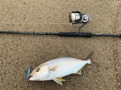 ショゴの釣果