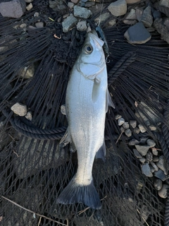 セイゴ（ヒラスズキ）の釣果