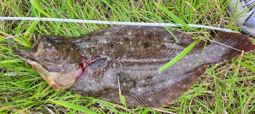 ヒラメの釣果