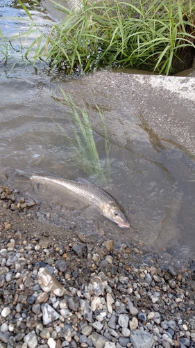 ニゴイの釣果