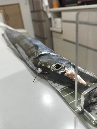 タチウオの釣果