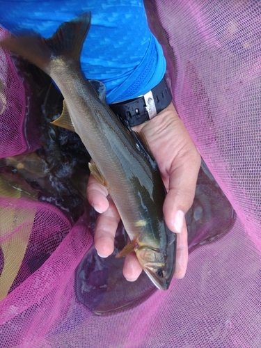 アユの釣果