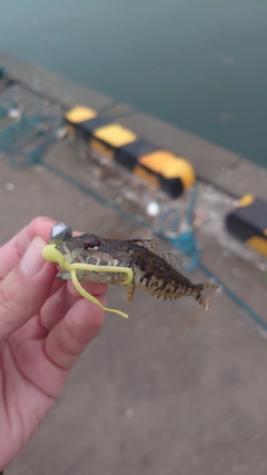 アナハゼの釣果