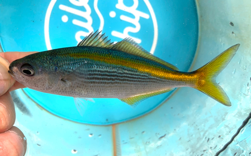 タカベの釣果