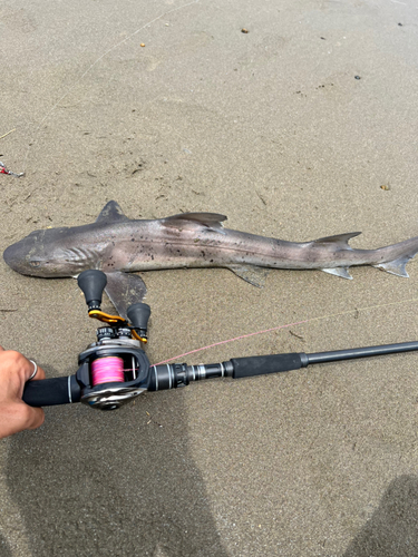 ホシザメの釣果