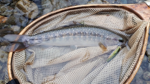 イワナの釣果