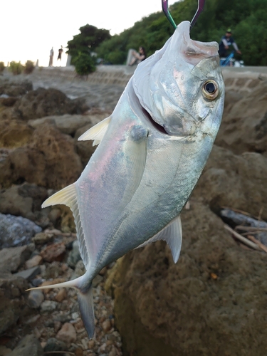 ガーラの釣果