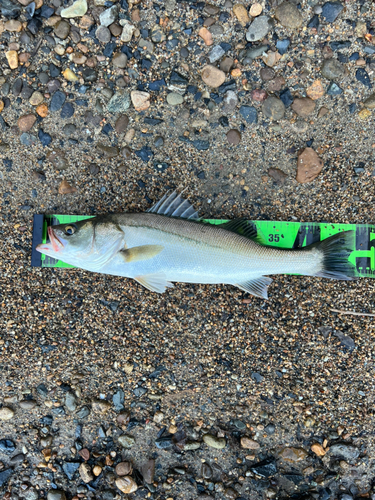 スズキの釣果