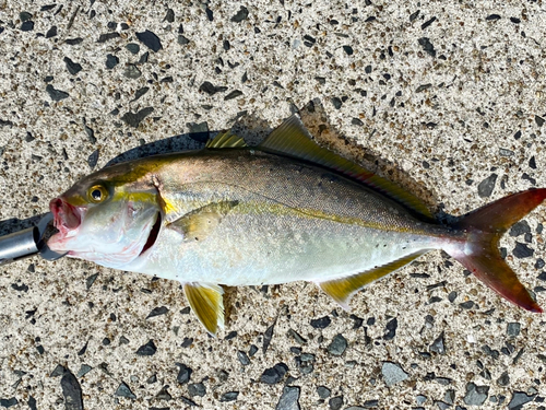 ネリゴの釣果