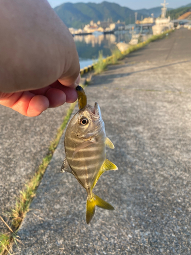 ギンガメアジの釣果