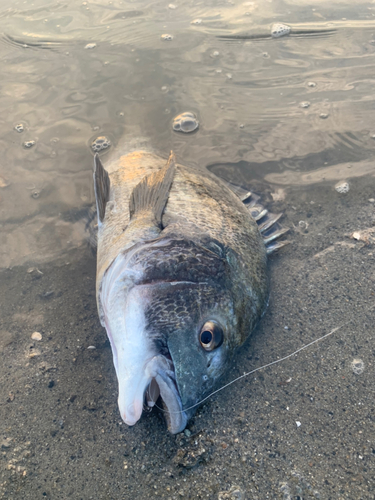 チヌの釣果