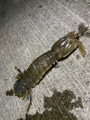 シャコの釣果