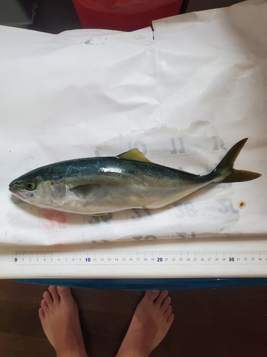 ヤズの釣果