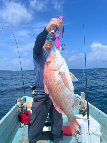 マダイの釣果