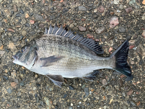 チヌの釣果