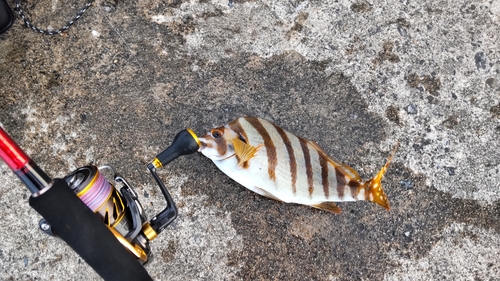 タカノハダイの釣果