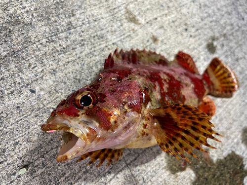 ヨロイメバルの釣果