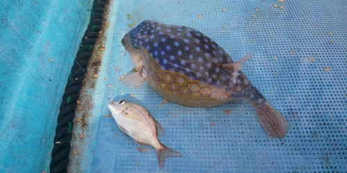 ハコフグの釣果