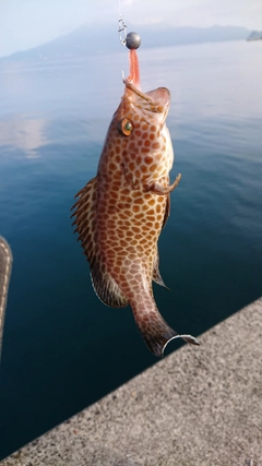 オオモンハタの釣果