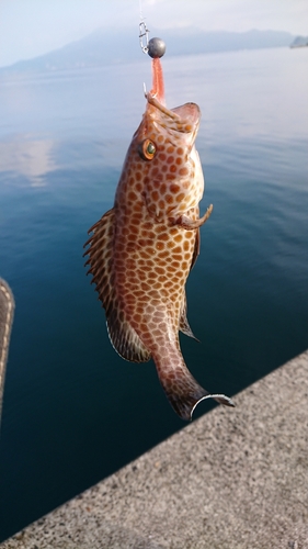 オオモンハタの釣果