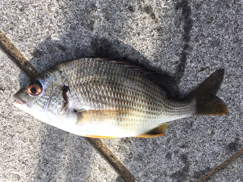 キビレの釣果