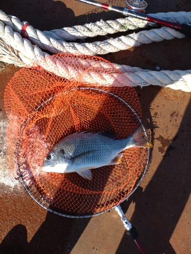 キチヌの釣果