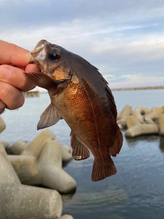 メバルの釣果