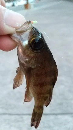 メバルの釣果