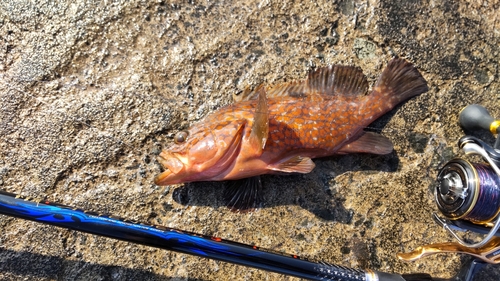 キジハタの釣果