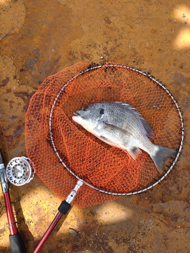 キチヌの釣果