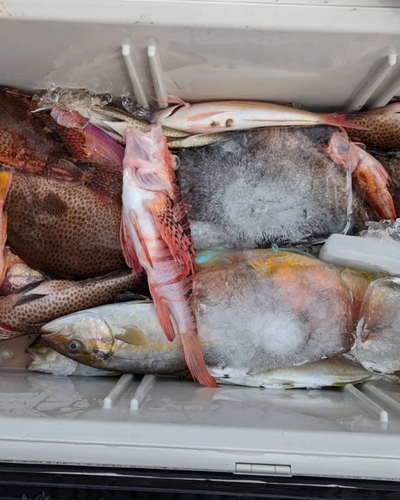 オオモンハタの釣果