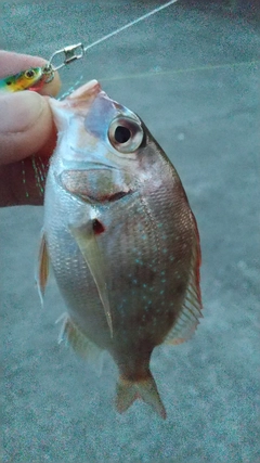 チャリコの釣果