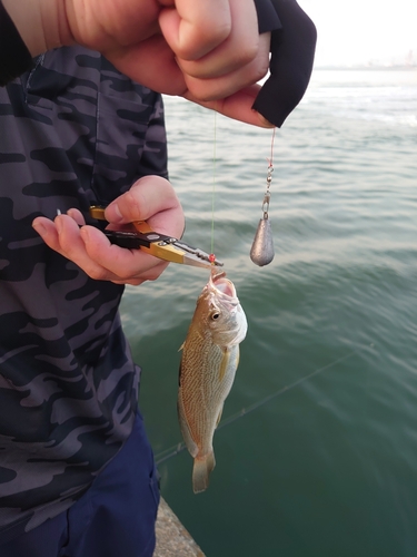 イシモチの釣果