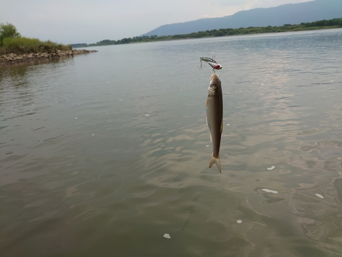 ボラの釣果