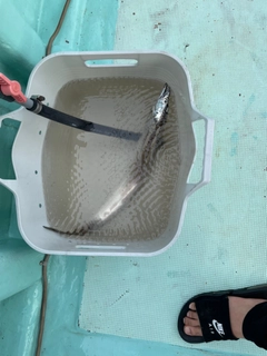 タチウオの釣果