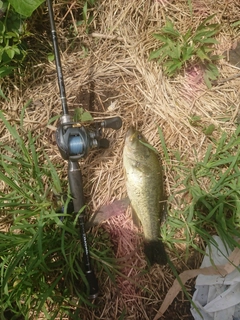 ラージマウスバスの釣果