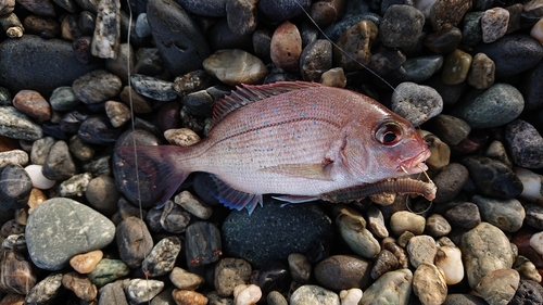 タイの釣果